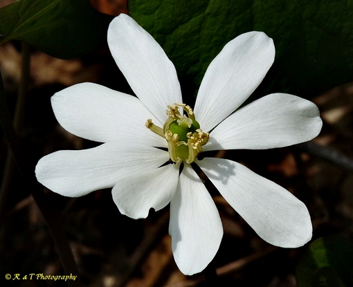 {Jeffersonia diphylla}